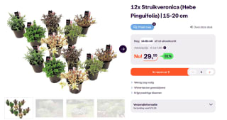 12x Struikveronica (Hebe Pinguifolia) voor €29,95 bij iBOOD