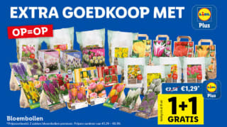 1+1 gratis op bloembollen met Lidl Plus