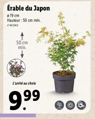 Érable du Japon à 9,99€