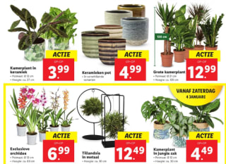 Diverse Kamerplanten vanaf €2,99 bij de Lidl