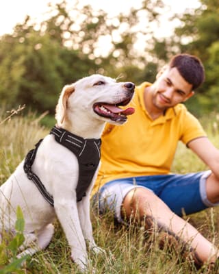 Arnés para perro Rabbitgoo por $229 en Amazon