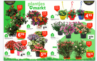 Plantjes Markt met diverse perkplantjes vanaf €0,99 bij de Lidl