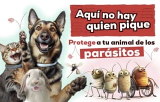 Código 10% Descuento antiparasitario de perro o gato en Kiwoko