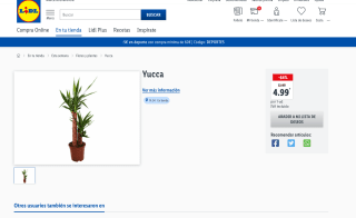 Planta Yucca 60-65cm por solo 4,99€
