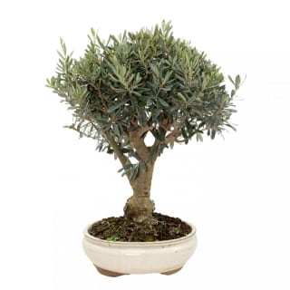 Bonsai Olivo por 84,90€ en Planeta Huerto