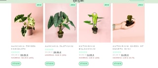 Ofertas flash del dia de hoy de PurPlant