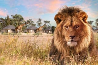 Diverse Safaripark Beekse Bergen overnachtingen vanaf €200 voor 2 personen via de Hema