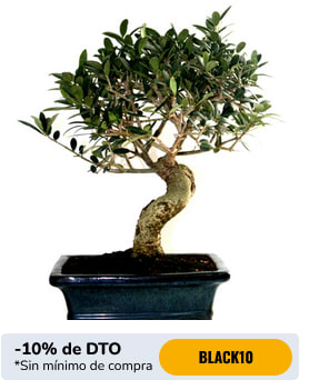Black Friday Bonsái Olivo europaea 8 años Olea a solo 35,06€