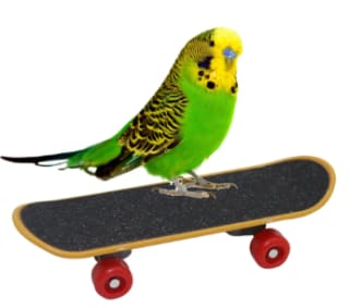 Skate para mascotas por solo 1.52€
