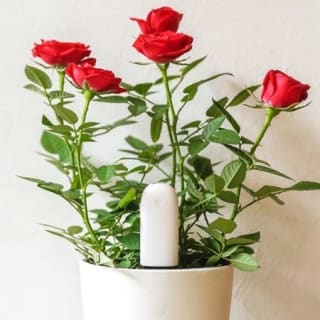 Xiaomi Mi Flower Care Plant Sensor met Bluetooth voor €14,95 bij Techpunt