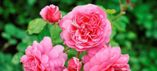 10% (extra) korting op je bestelling bij DirectPlant