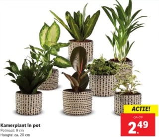 Kamerplant met pot voor €2,49 bij de Lidl
