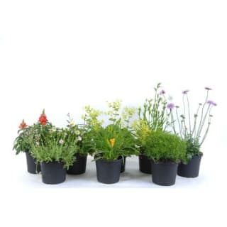 Plantjesmarkt bij de Praxis