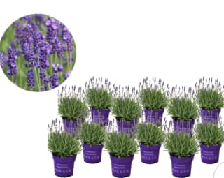12x lavendelstruik 10-15cm voor €29,95 bij iBood