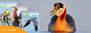 Gratis proefnummer tijdschrift Vogels van de Vogelbescherming