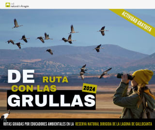 Recorrido por la Reserva Natural Dirigida para observar uno de los fenómenos naturales más espectaculares de Aragón: la migración de las grullas
