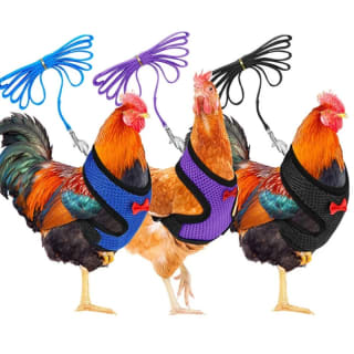 Arnés con Correa para Gallina a $36 en AliExpress