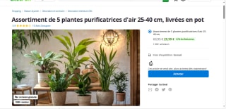 Assortiment de 5 plantes purificatrices d'air 25-40 cm livrées en Pot à 29,99€