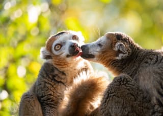 Ticket voor Pairi Daiza (België) voor €20