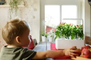 Emsa Click & Grow Smart Garden Jardinera de Interior 3 Unidades por 89,81€