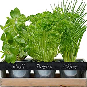 Kit de huerto para el interior por 6.99€