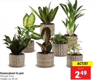 Kamerplant met pot voor €2,49 bij de Lidl
