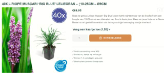 40 stuk Liriope muscari 'Big Blue' - Leliegras voor €69,95 bij Potsandplants