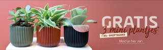 GRATIS 3 mini plantjes & €5,- shoptegoed bij Coppelmans