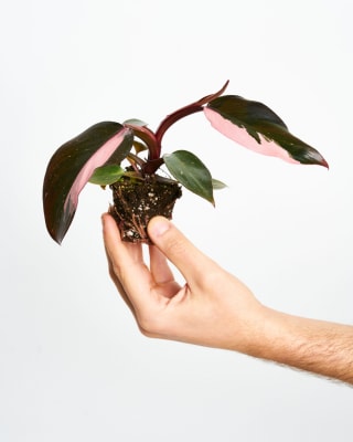 Cupón 5€ de DESCUENTO al comprar en miniplanta.com cupón