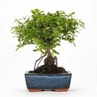 Bonsai de 5 años por solo 8,76€
