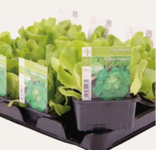 Gratis 6 slaplantjes bij Horta met de bon