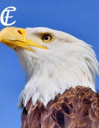 Tickets Valkerijcentrum Falconcrest voor €5 bij Leukstetickets