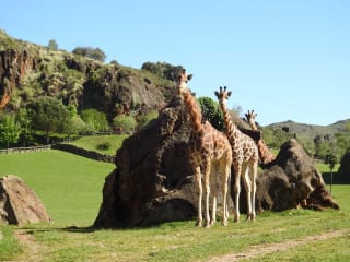Parque de Cabárceno HOTEL + ENTRADA + acceso al telecabina del interior del parque desde 45€