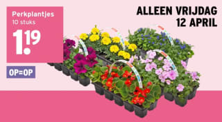 Perkplantjes 10 voor €1,19 bij Gamma tijdens plantjesmarkt
