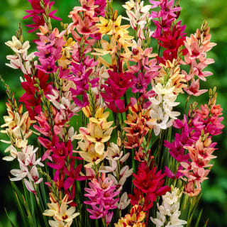 50 bloembollen Ixia mix rood-roze-wit voor €2,60