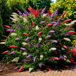 Arbre à papillons tricolore Buddleja davidii à 9,99€ chez Willemse