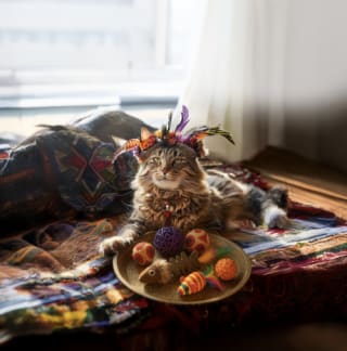 Arena de gato gratuita para nuevas altas en la Tribu Gatuna de Kiwoko