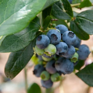 Myrtillier Giant Patriot (Vaccinium corymbosum) à 9,99€ chez Willemse