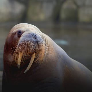 Entree Dolfinarium voor €14,50 bij Dolfinarium