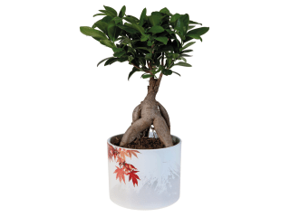 Bonsai in pot voor €6,99 bij Lidl
