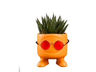Vetplant in summer look voor €2,99 bij Lidl
