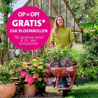 Gratis zak bloembollen bij aankoop van tuinplanten bij Intratuin