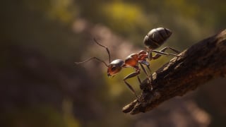 Les Fourmis (Empire of the Ants) pour 9,99€ chez PlayStation