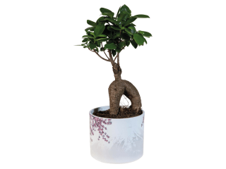 Bonsai in pot voor €6,99 bij Lidl