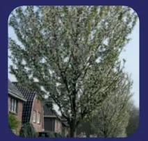 Gratis bomen voor inwoners van de gemeente Roerdalen in Limburg