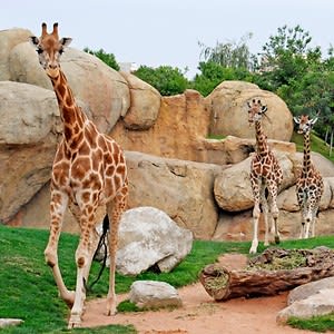 5% descuento en todas las entradas del Bioparc Valencia