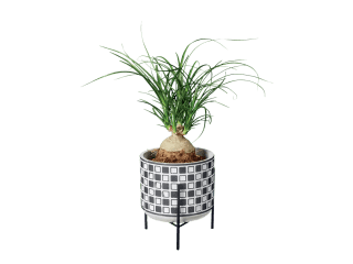 Kamerplant op draagvoet voor €6,49 bij de Lidl