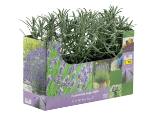 Barquette de Lavande à 3,99€