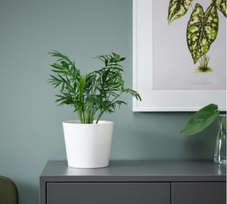 Plante naturelle Chamaedorea Elegans Palmier nain à 1,50€