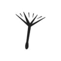 Wilder Botanics